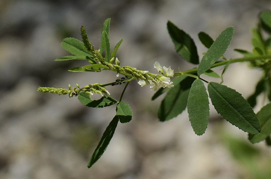 Trigonella alba  (=Melilotus albus) / Meliloto bianco